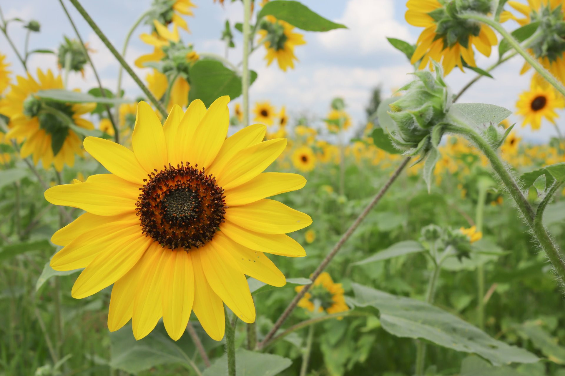 大阪市堀江の鍼灸院 「胃腸を整える」：ハリスパ堀江院